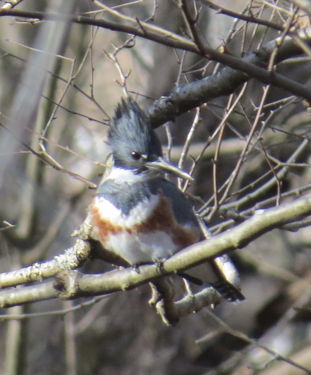 Belted Kingfisher - ML645793725