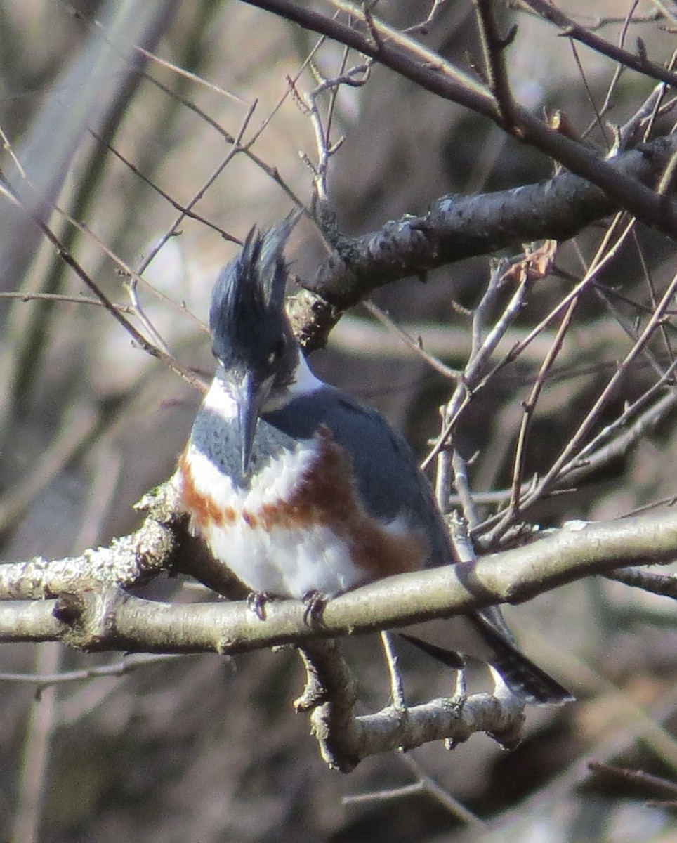 Belted Kingfisher - ML645793726