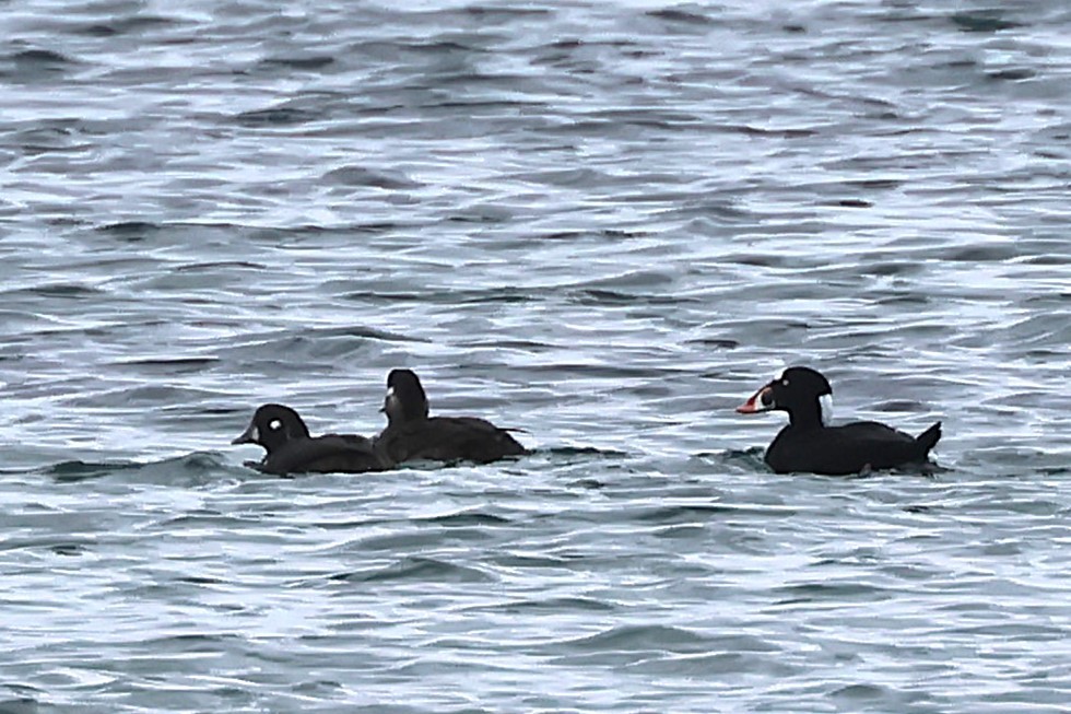 Хотгуужин чөрх - ML645793729