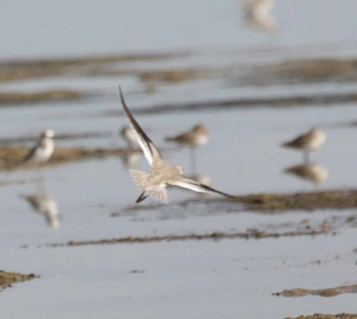 ביצנית אפורה - ML645793734