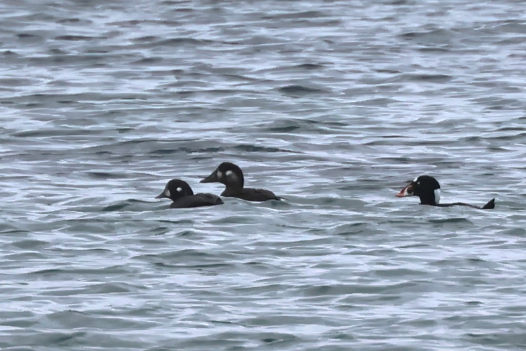 Surf Scoter - ML645793741