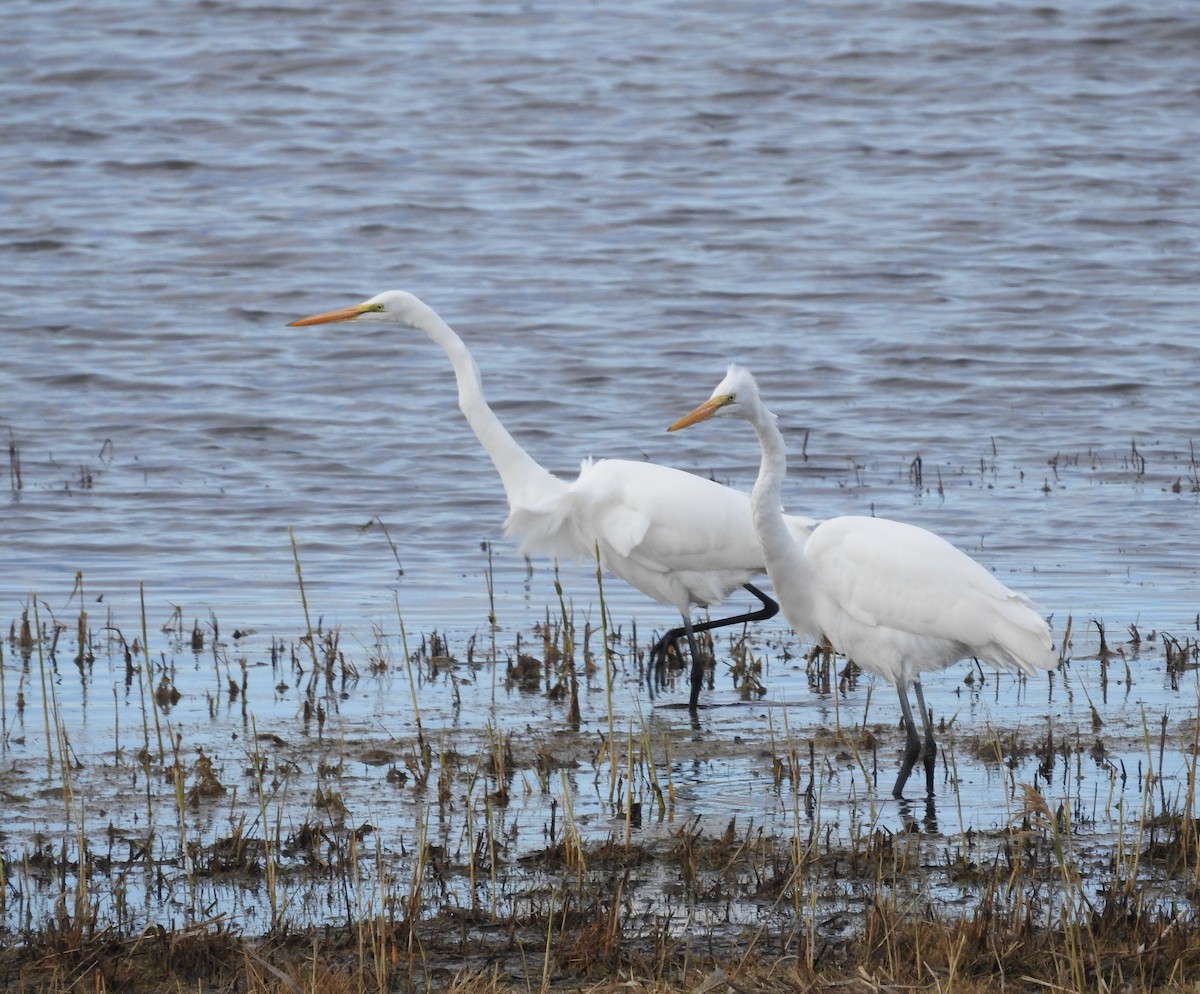 volavka bílá - ML645793747