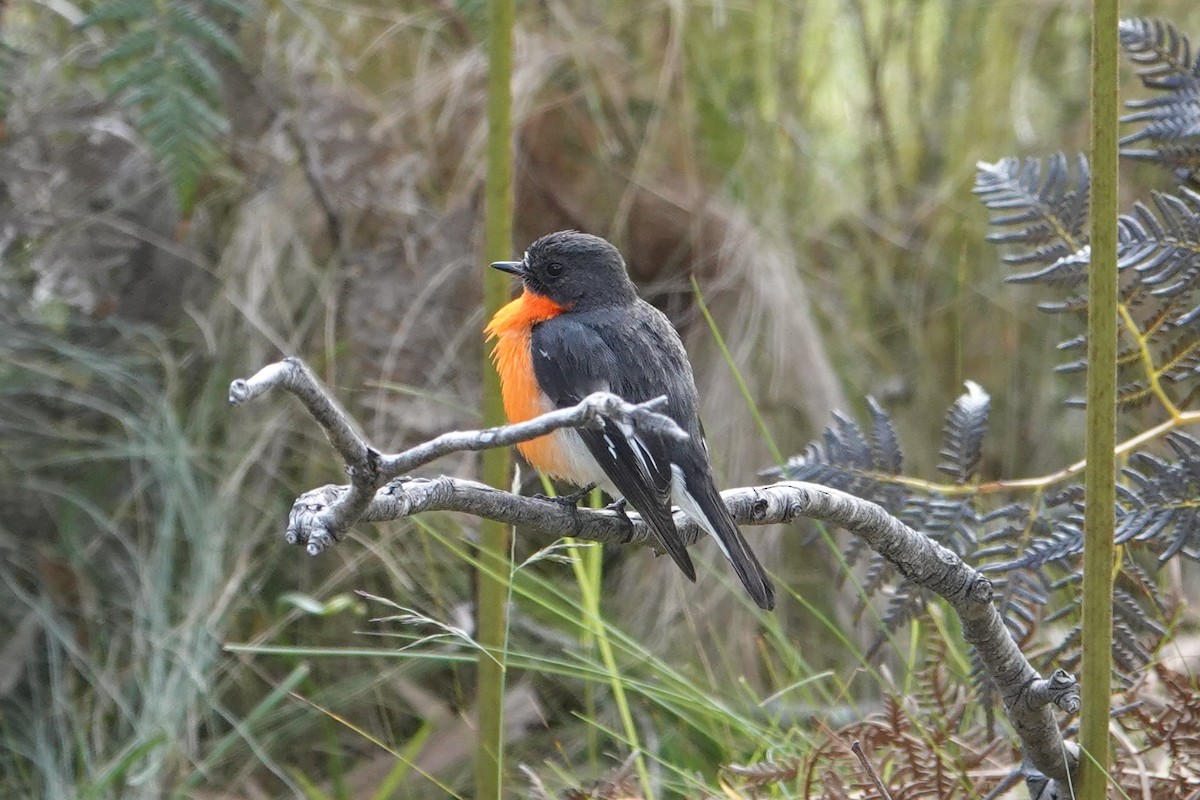 lejsčík ohnivý - ML645793749