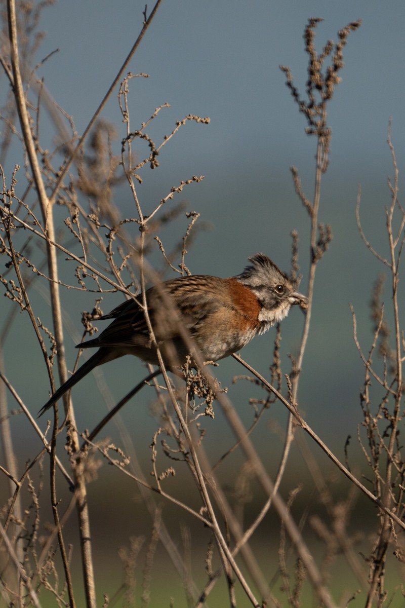 Rufous-collared Sparrow - ML645793750