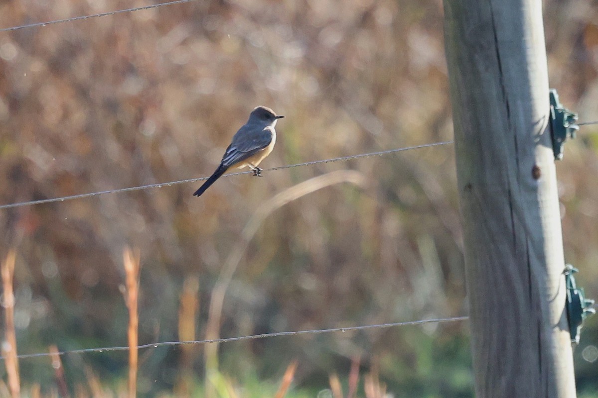 Say's Phoebe - ML645793758