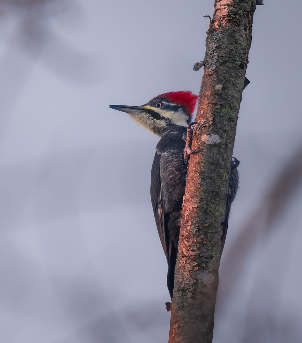 datel chocholatý - ML645793774