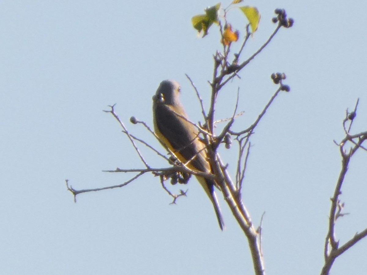 Western Kingbird - ML645793776