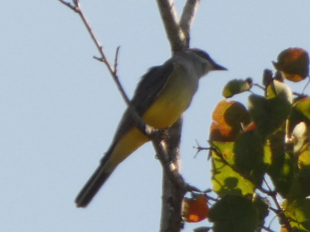 Western Kingbird - ML645793777