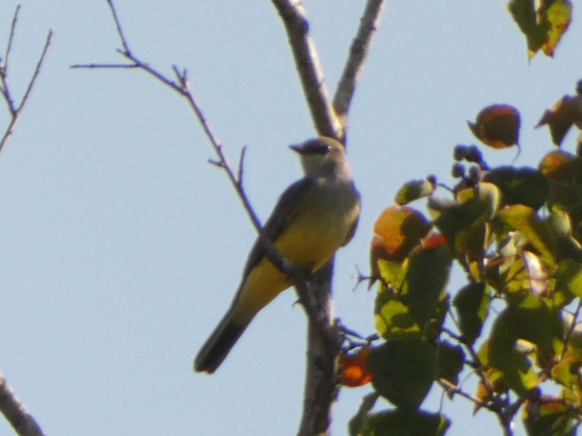Western Kingbird - ML645793778