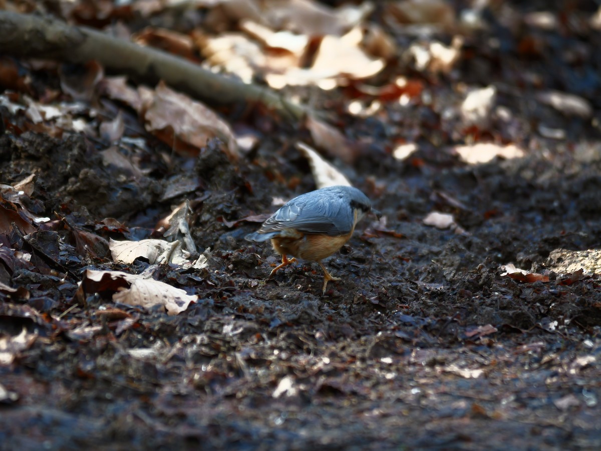 Eurasian Nuthatch - ML645793780
