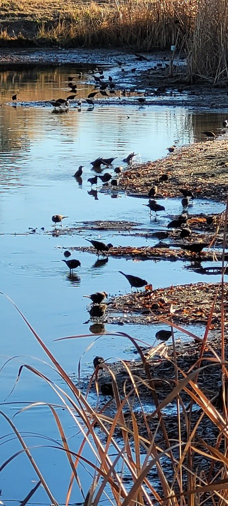 vlhovec červenokřídlý - ML645793782