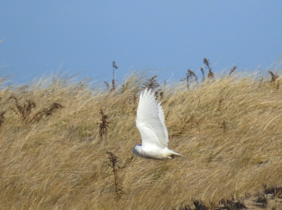 sovice sněžní - ML645793785