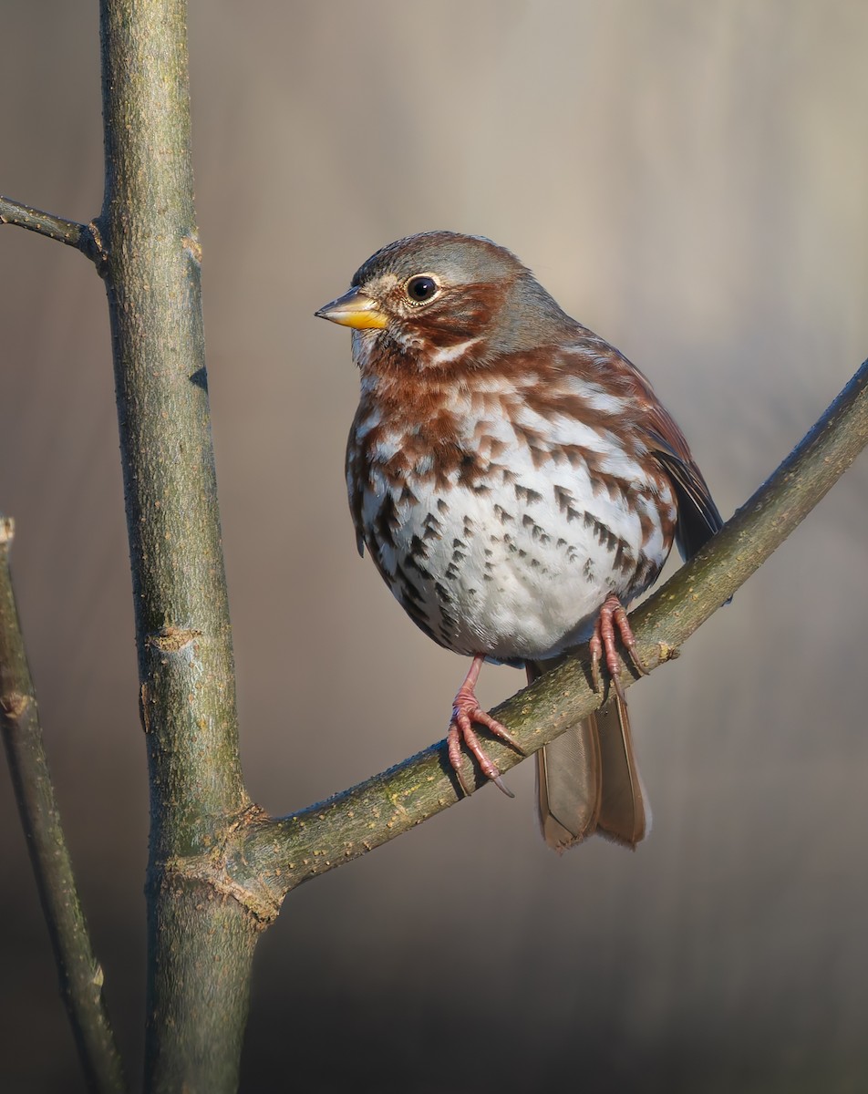 strnadec kaštanový - ML645793789