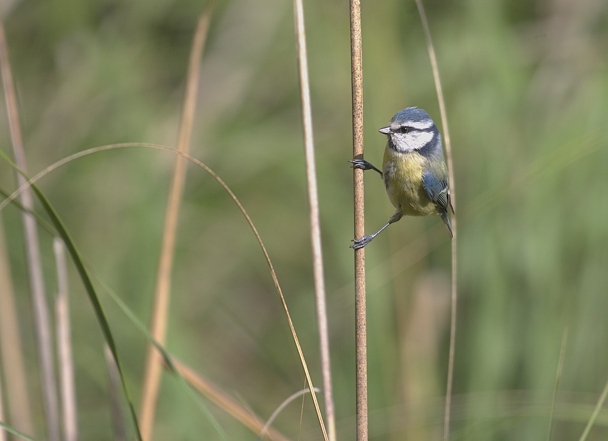 Eurasian Blue Tit - ML645793796