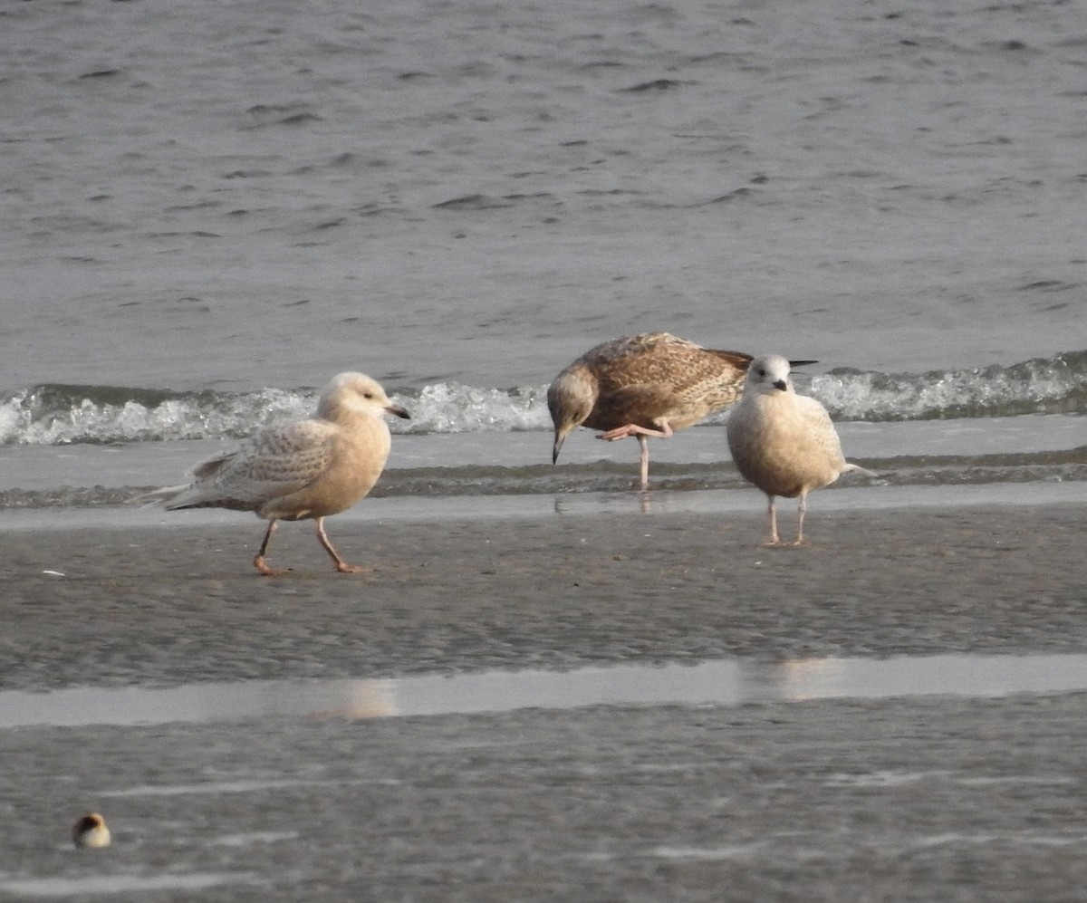 racek polární - ML645793799