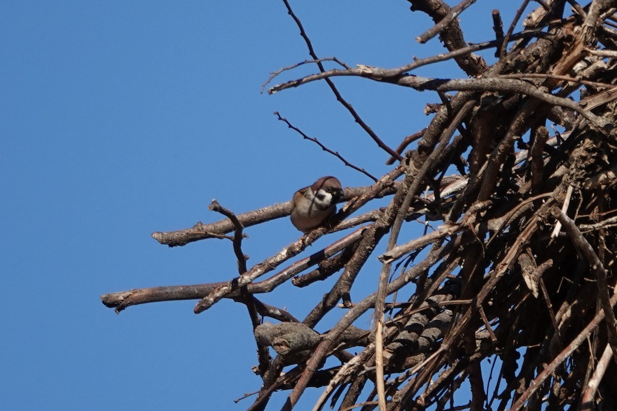 Ağaç Serçesi - ML645793802