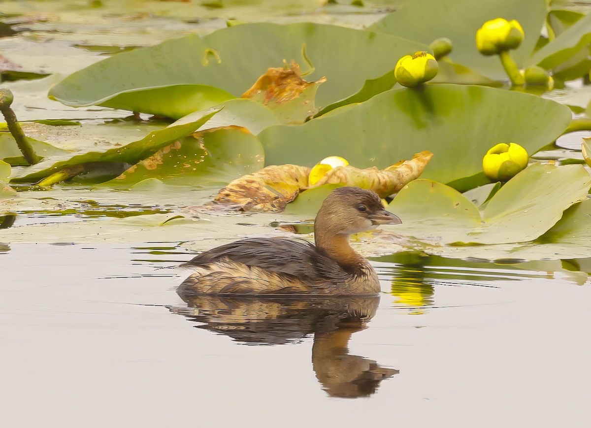 Pied-billed Grebe - ML645793807