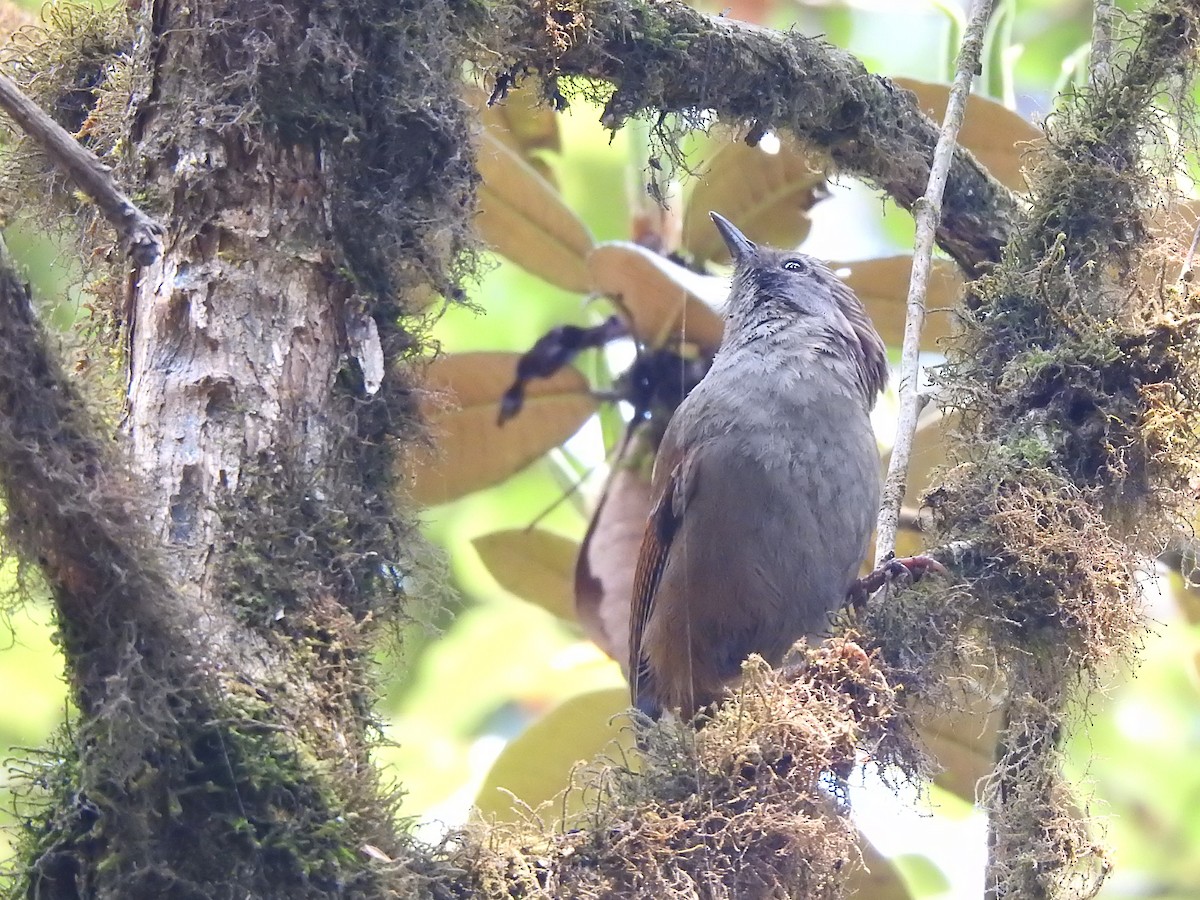 Hoary-throated Barwing - ML645793808