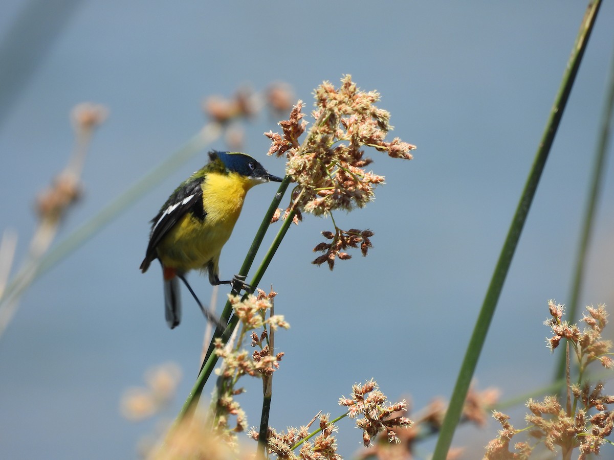 Many-colored Rush Tyrant - ML645793812