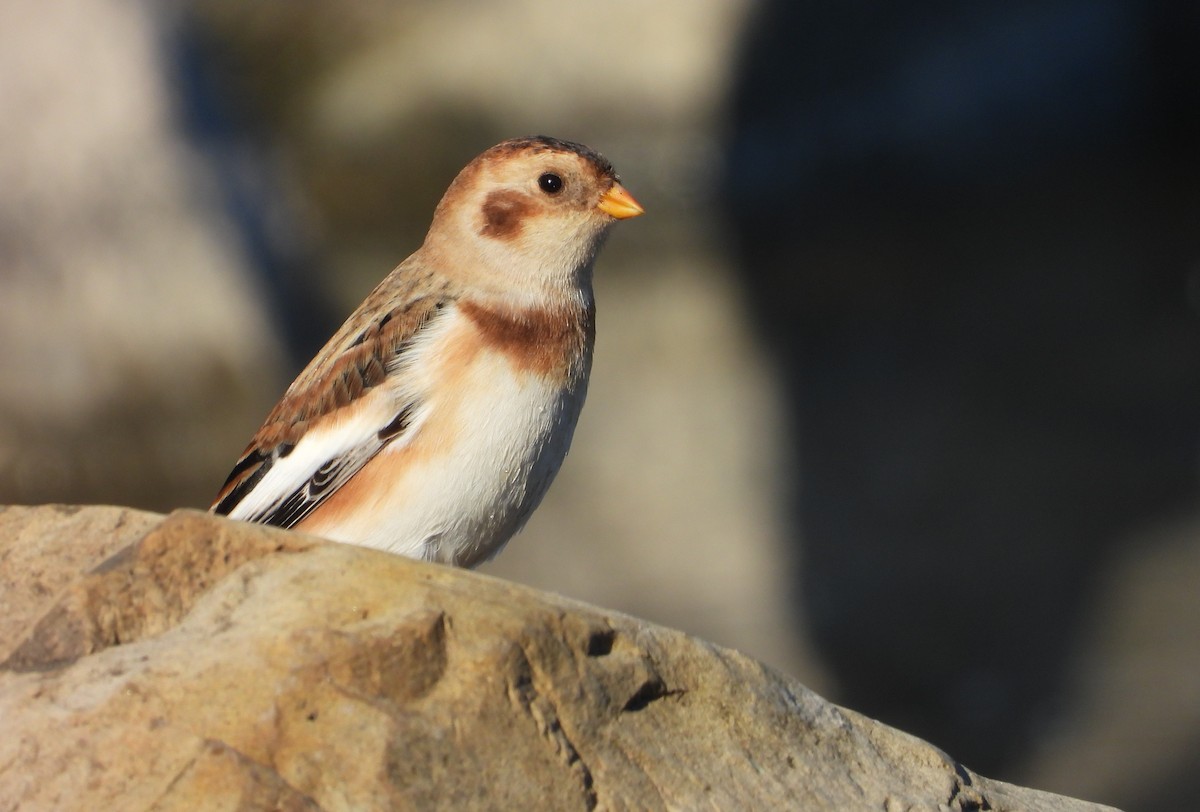 Цасч хөмрөг - ML645793822