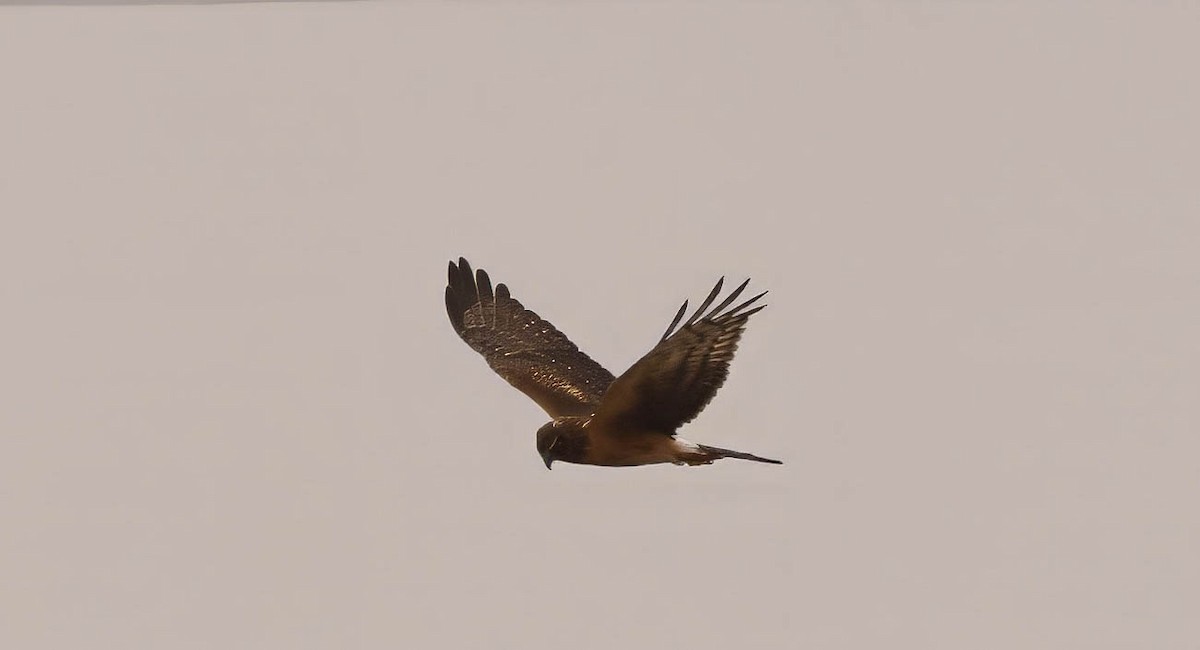 Northern Harrier - ML645793823