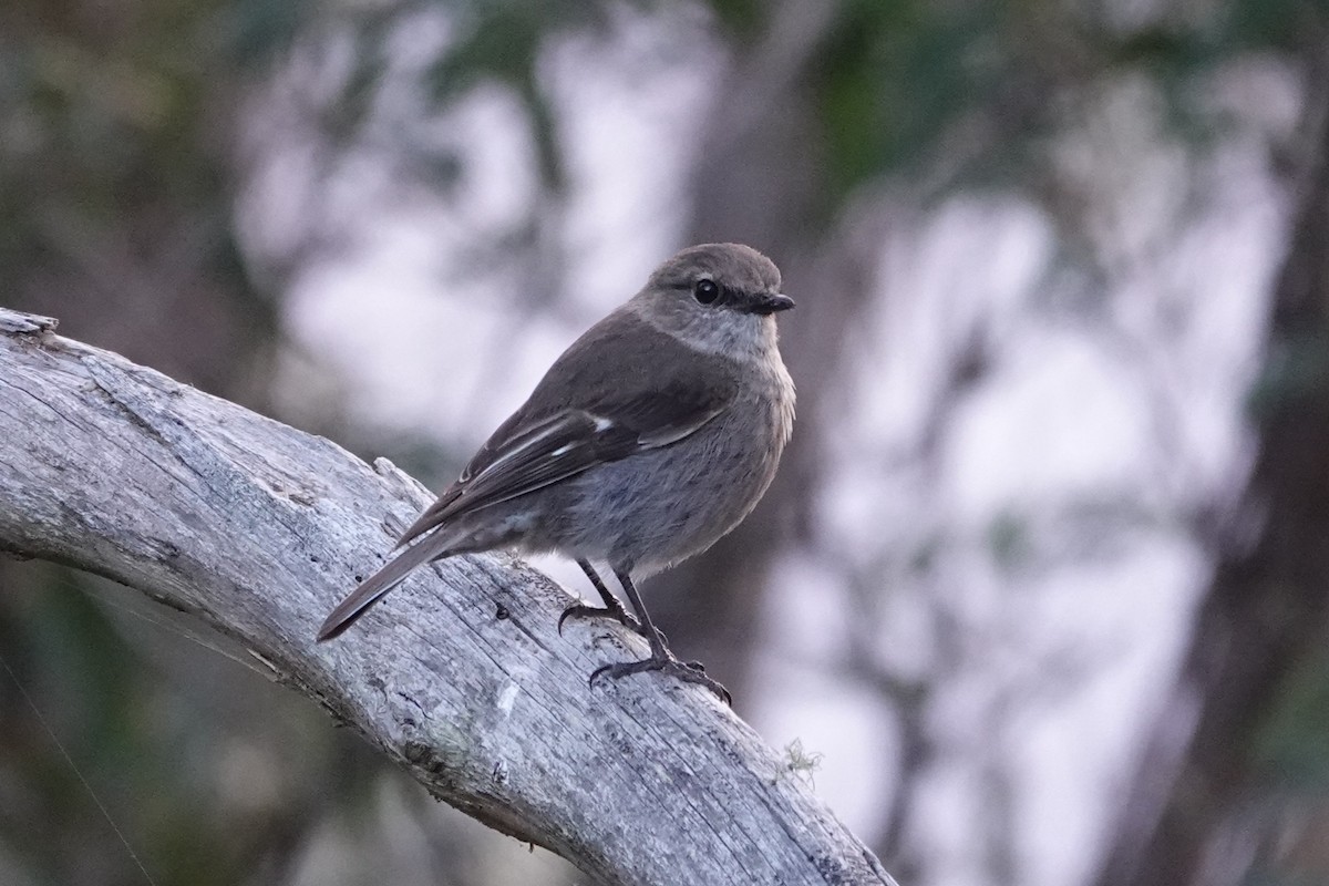 Dusky Robin - ML645793828