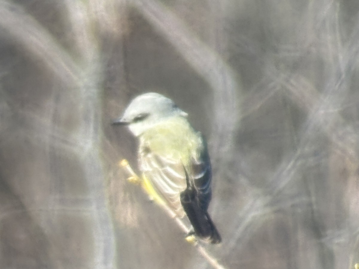 Western Kingbird - ML645793838