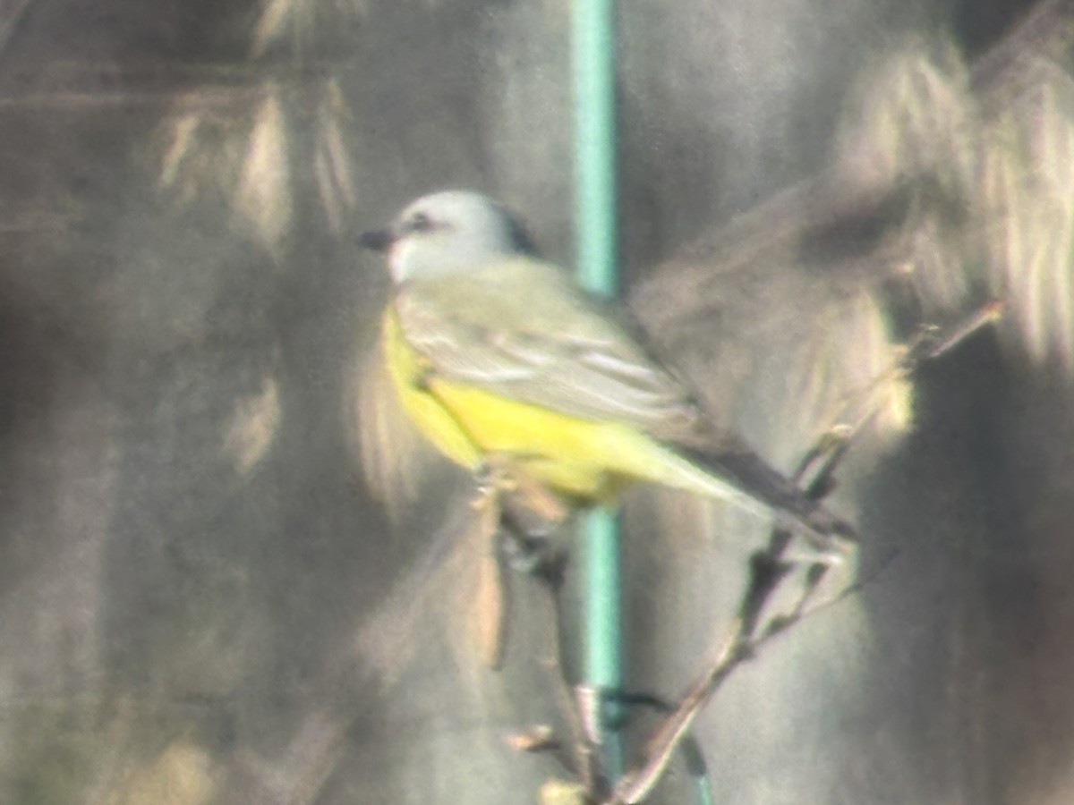 Western Kingbird - ML645793839
