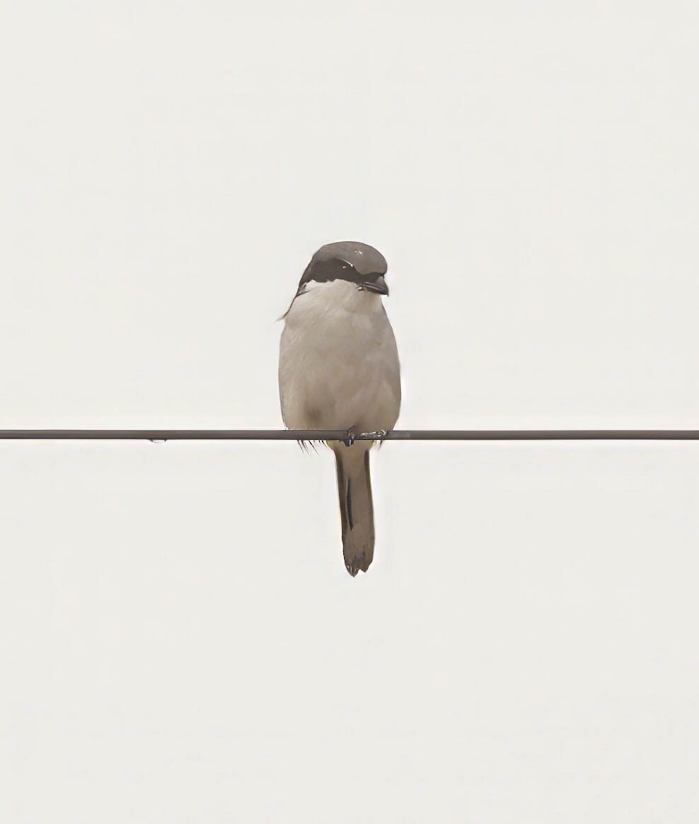 Loggerhead Shrike - ML645793841