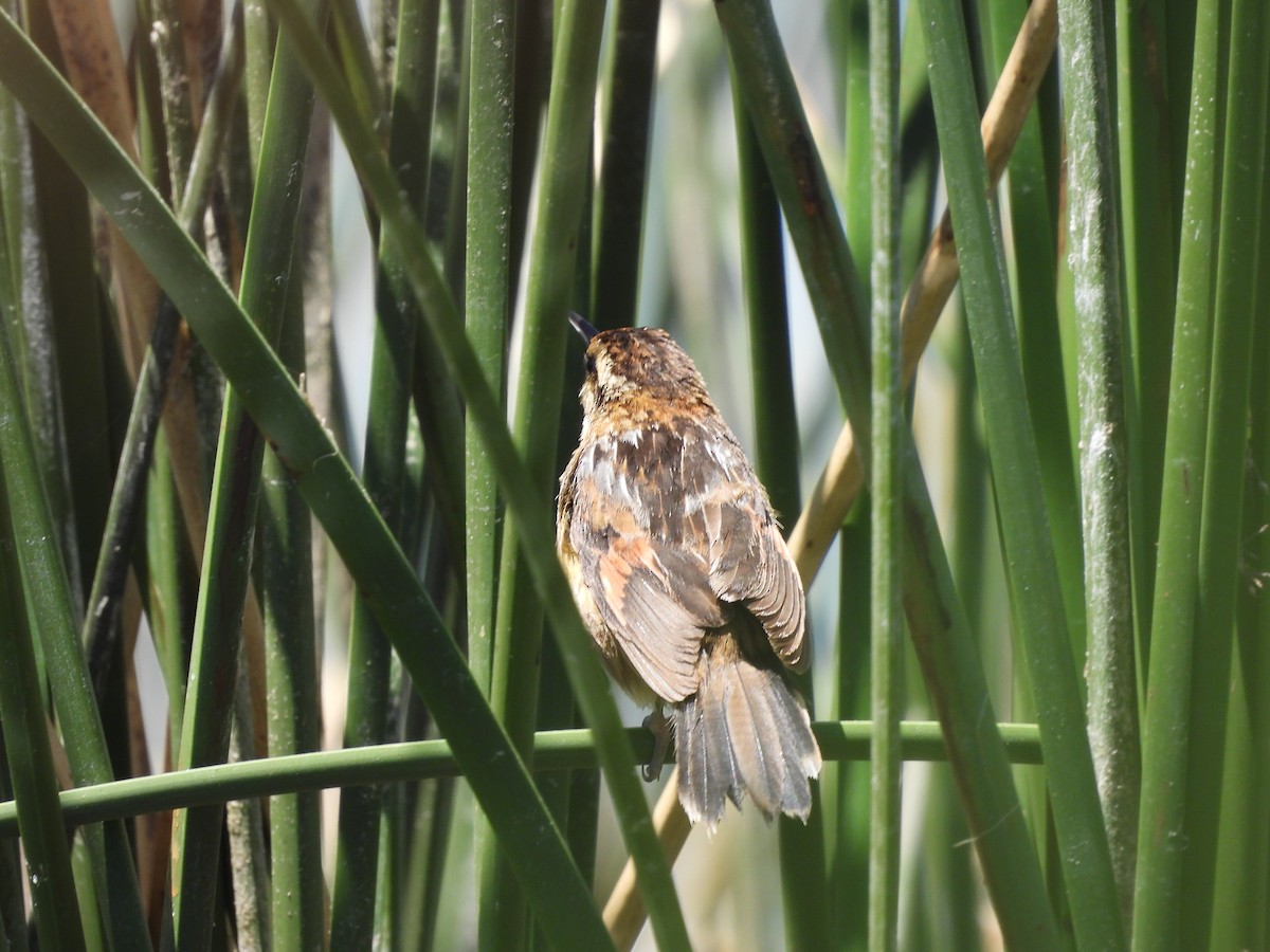 Junquero troglodyte - ML645793849