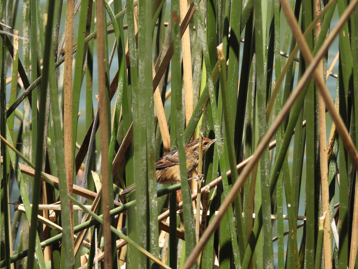 Junquero troglodyte - ML645793850
