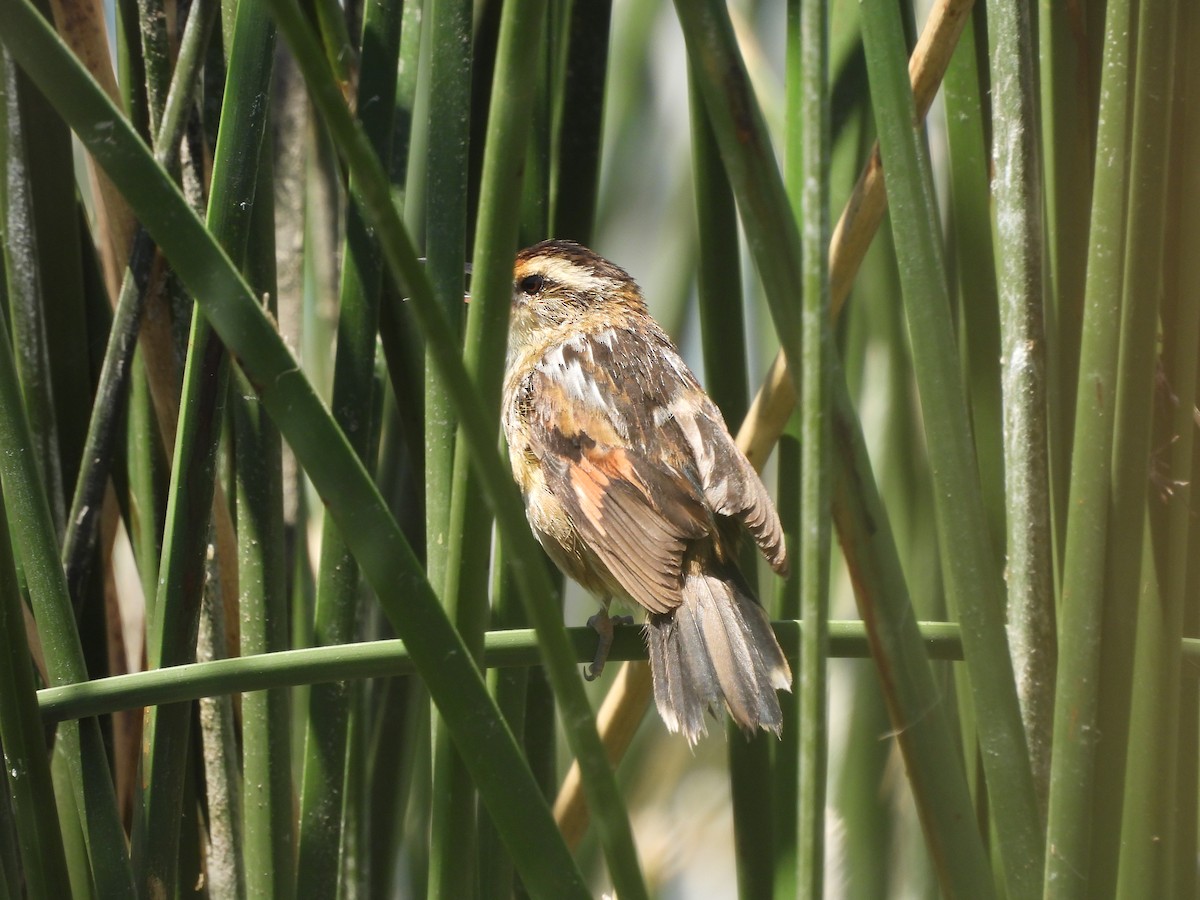 Junquero troglodyte - ML645793851