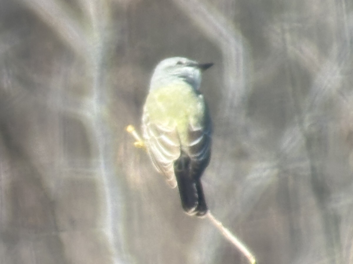 Western Kingbird - ML645793857