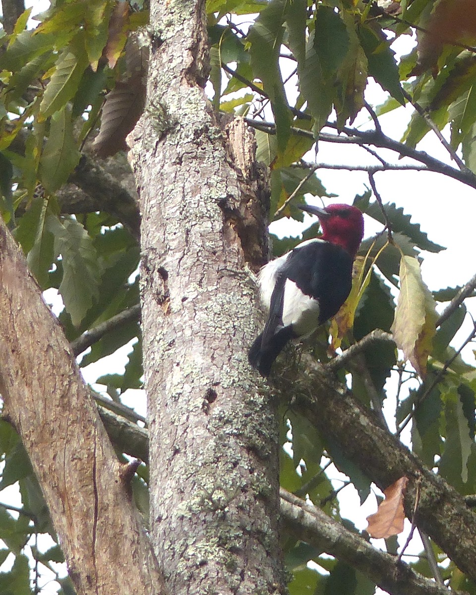Red-headed Woodpecker - ML645793860