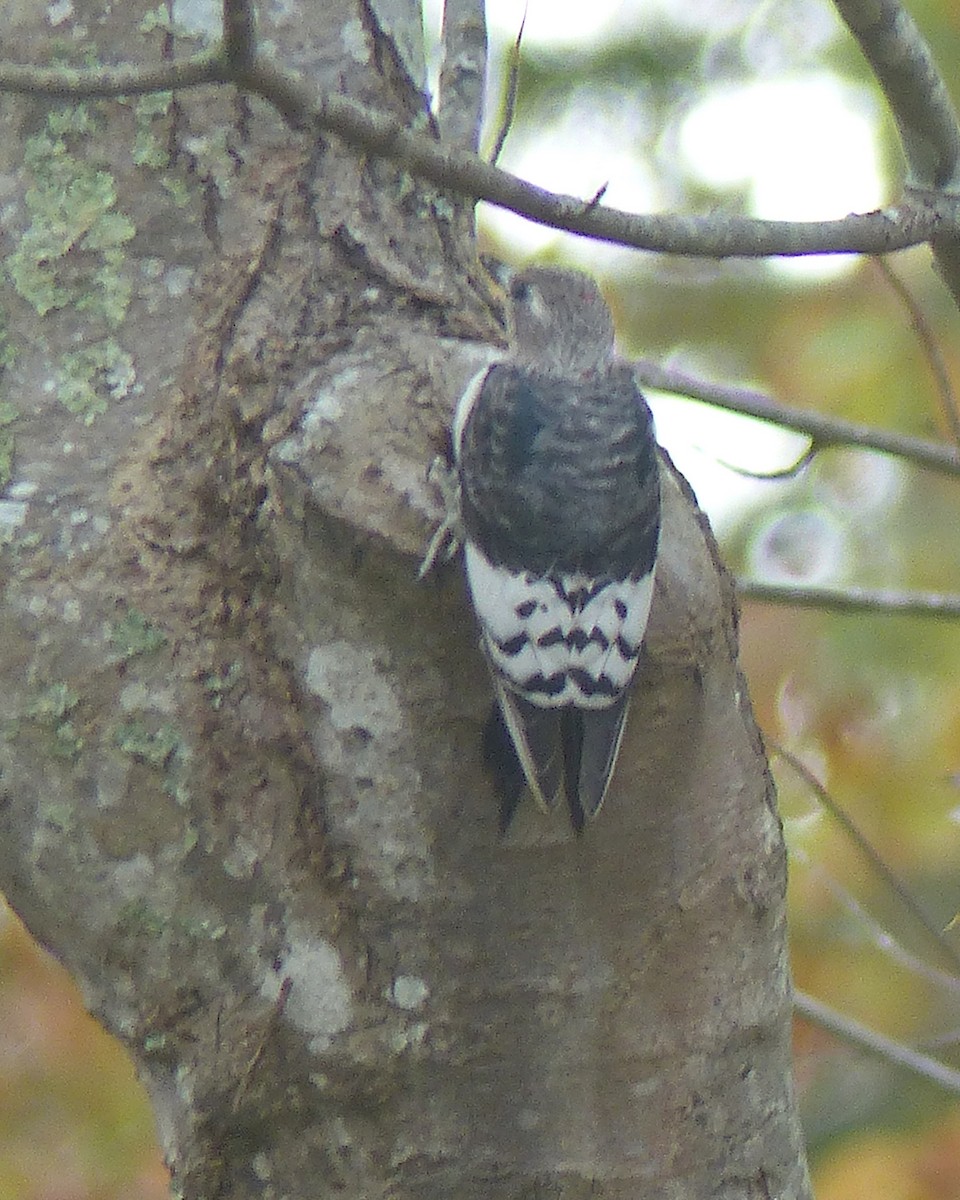 Red-headed Woodpecker - ML645793866