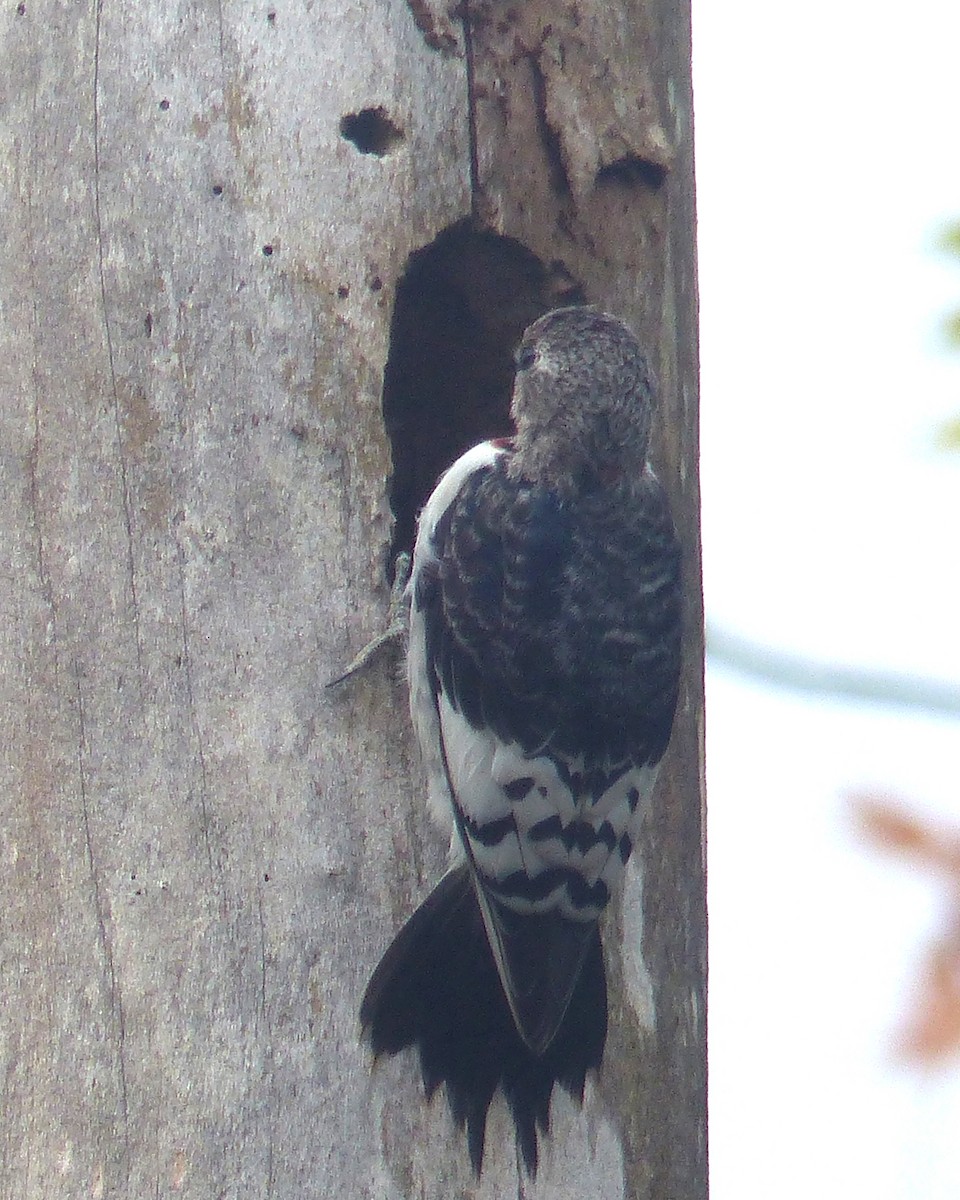 Red-headed Woodpecker - ML645793869