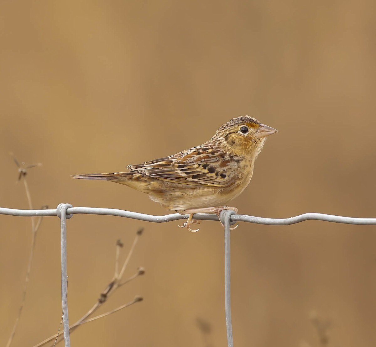 Grasshopper Sparrow - ML645793875