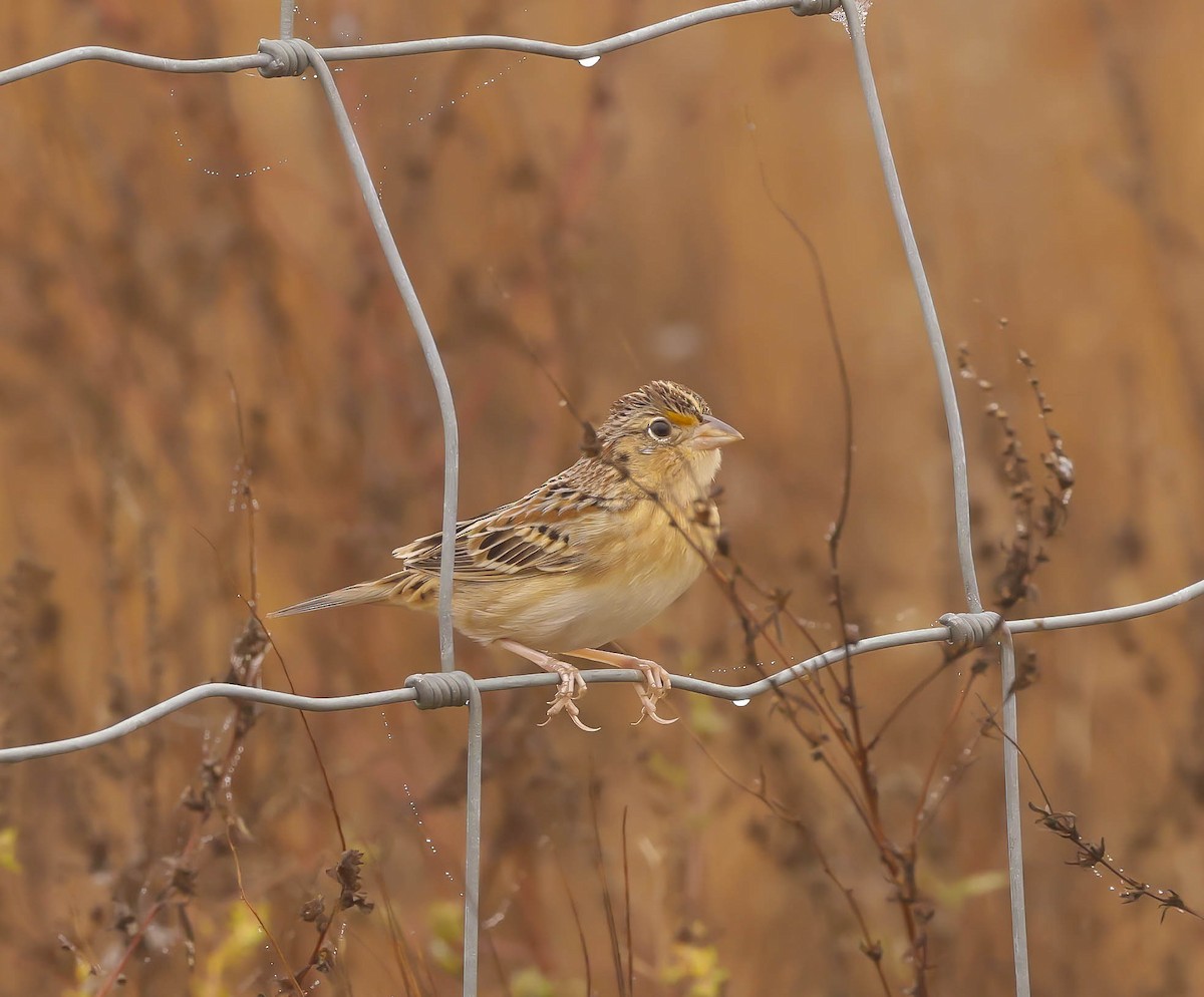 Grasshopper Sparrow - ML645793876
