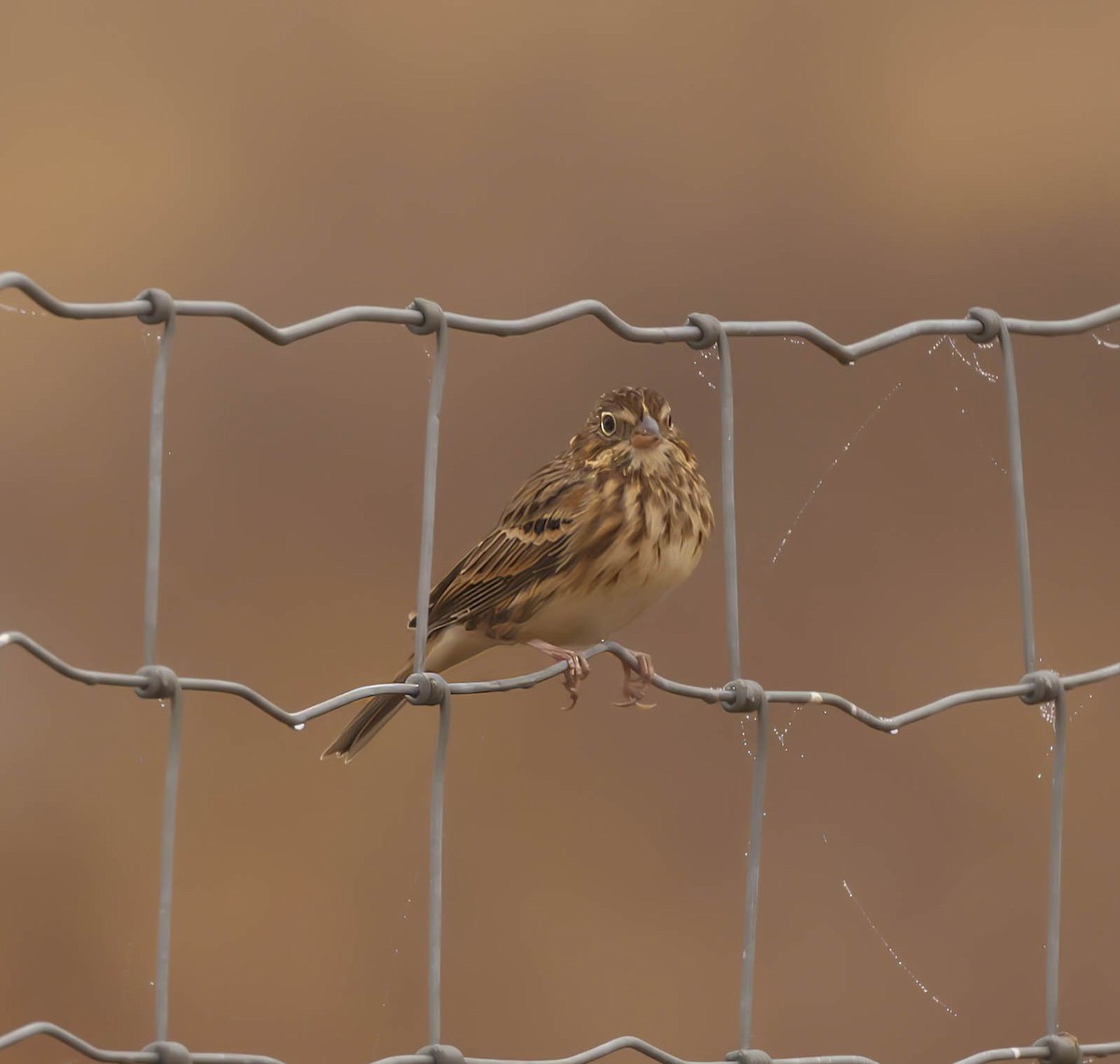 Vesper Sparrow - ML645793893