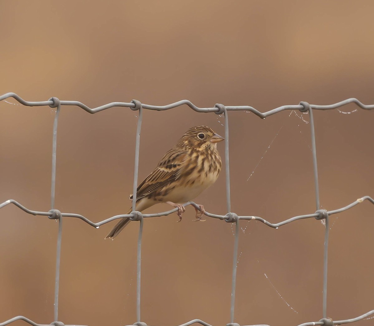 Vesper Sparrow - ML645793894
