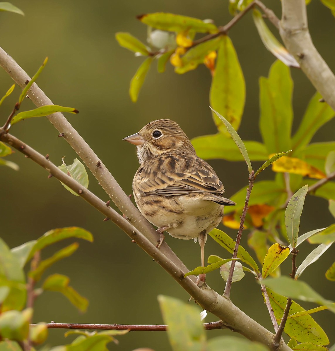 Vesper Sparrow - ML645793895