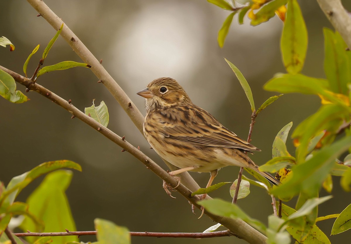 Vesper Sparrow - ML645793896