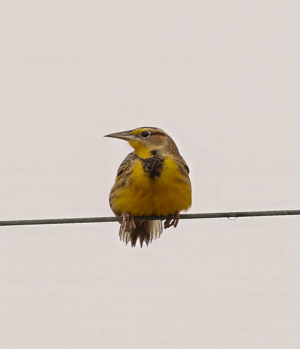 Eastern Meadowlark - ML645793911