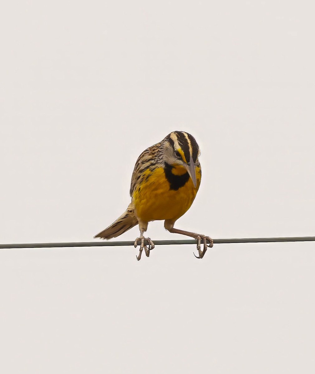 Eastern Meadowlark - ML645793912