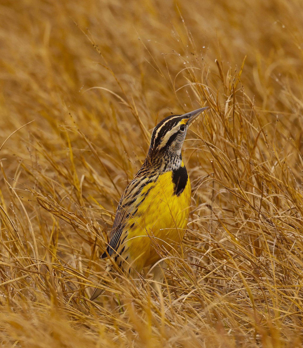 Eastern Meadowlark - ML645793913