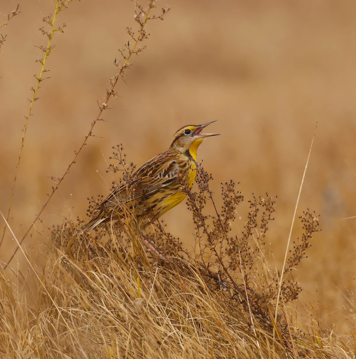 Eastern Meadowlark - ML645793914