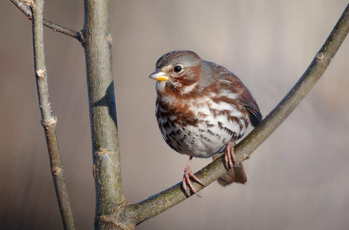 strnadec kaštanový - ML645793935