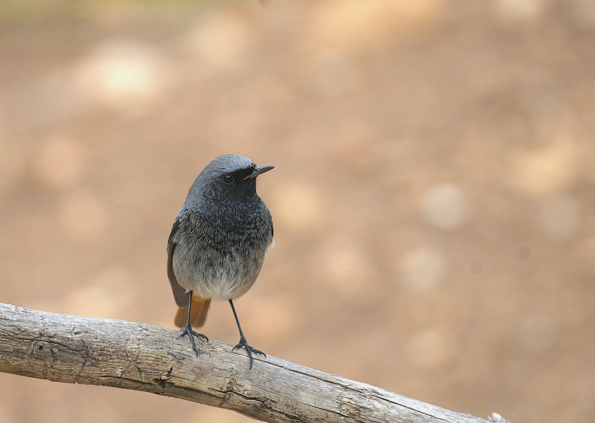 Black Redstart - ML645793955