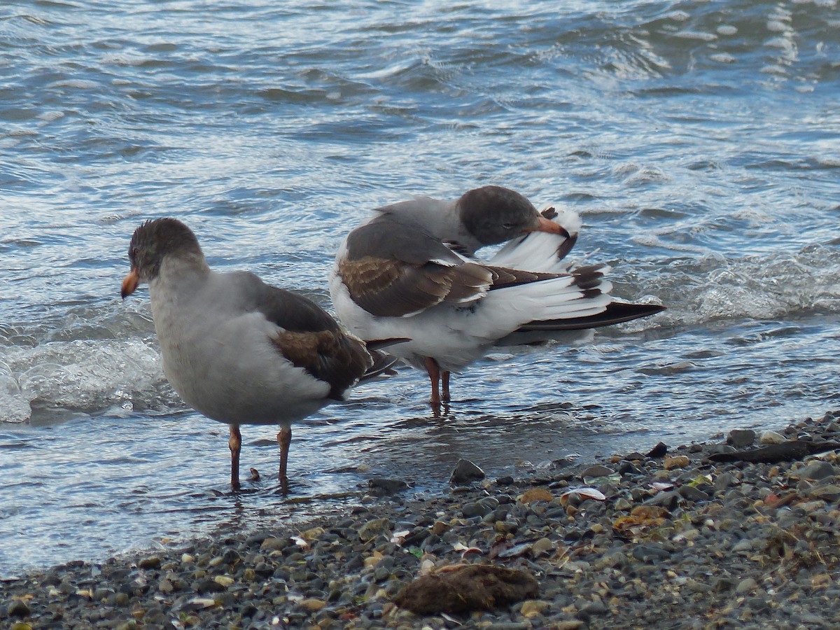 Dolphin Gull - ML645793960