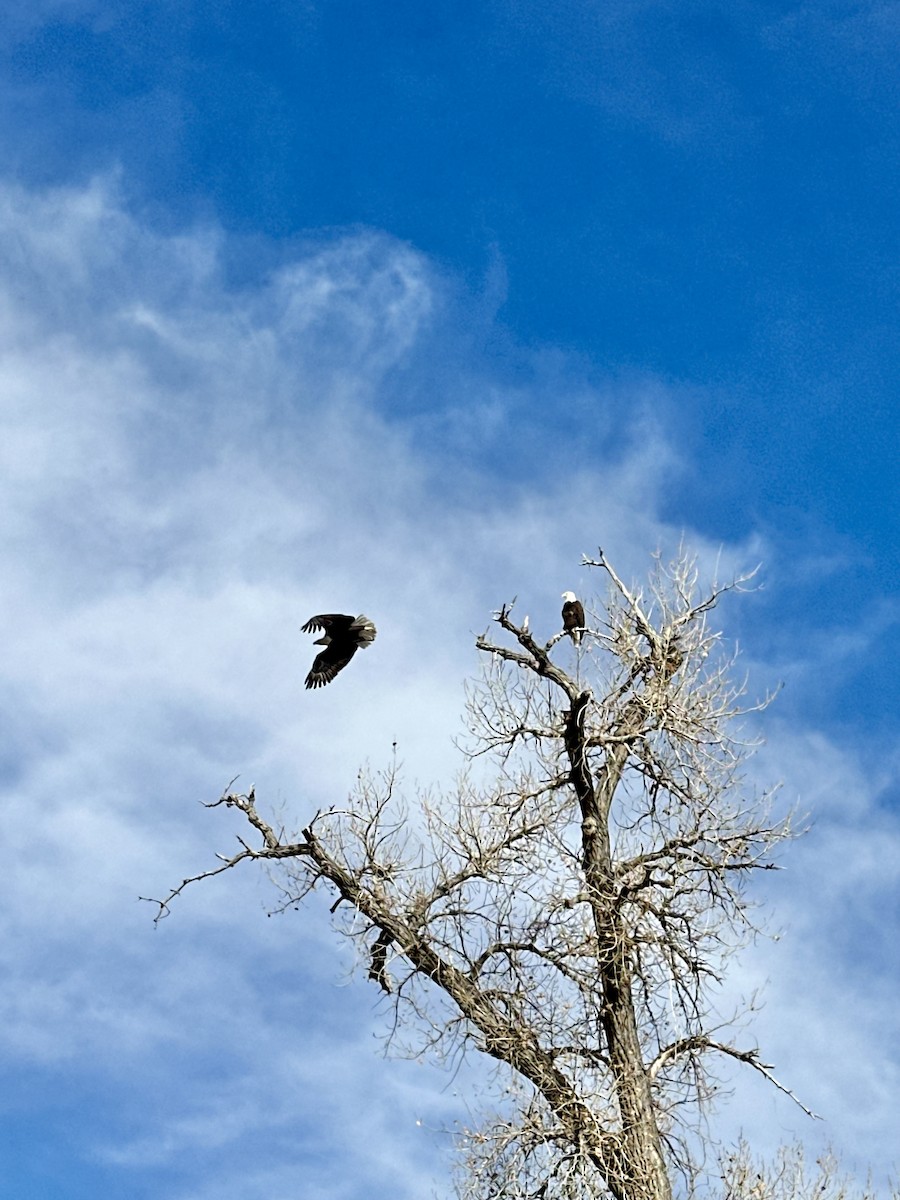 Bald Eagle - ML645793980